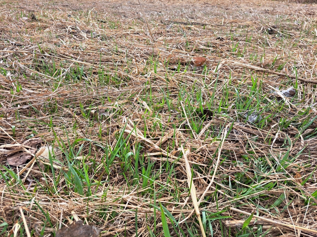 European reed from Revelstoke, BC V0E 2S1, Canada on April 30, 2023 at ...