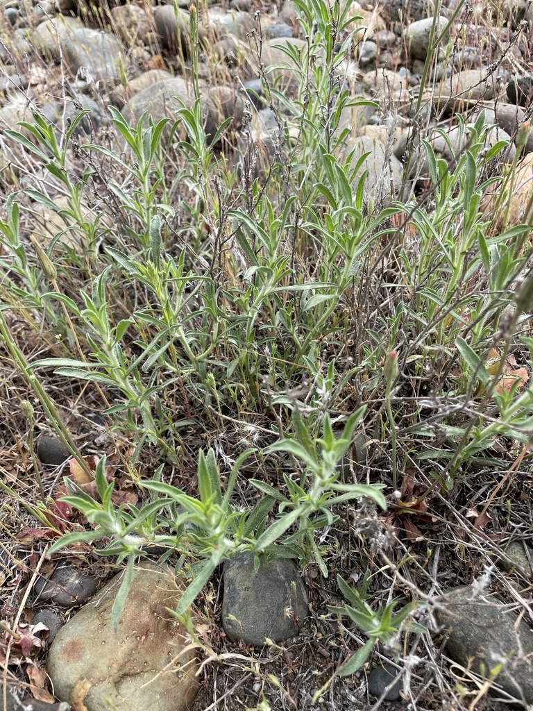 Rayless False Goldenaster from South Redding, Redding, CA, US on May 1 ...