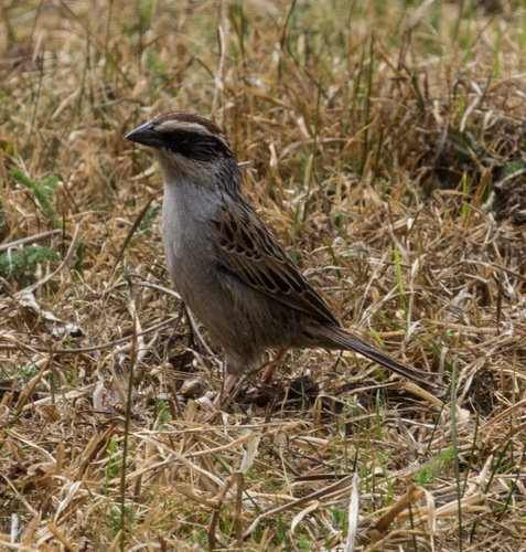 Striped Sparrow