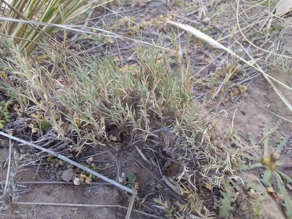 Muhlenbergia fastigiata from Los Andes, Bolivia on April 30, 2023 at 02 ...