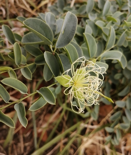 Maerua decumbens
