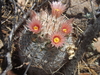 Green-flowered Pincushion Cactus - Photo (c) Aaron Balam, all rights reserved, uploaded by Aaron Balam