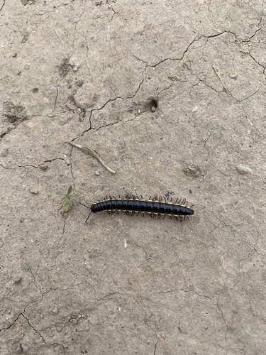 Orthomorphella pekuensis