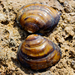 Schistodesmus lampreyanus - Photo (c) biolin36, όλα τα δικαιώματα διατηρούνται