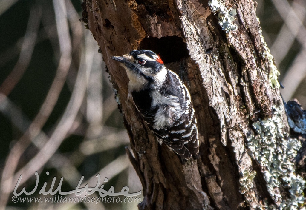 Downy Woodpecker