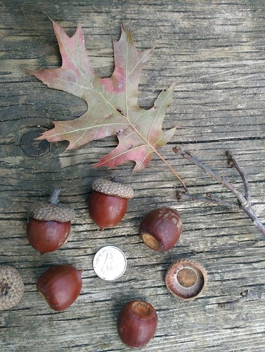 Quercus X columnaris