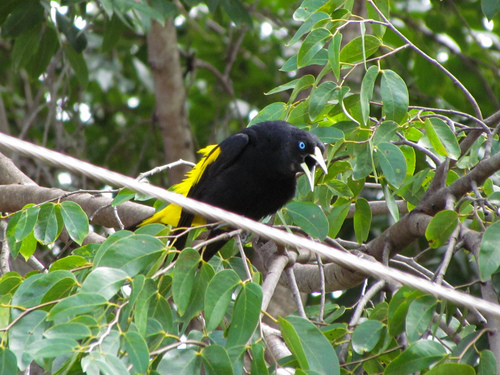 Yellow-rumped Cacique