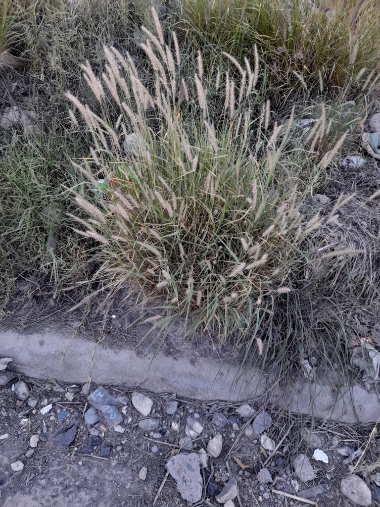 buffelgrass from Ruta 013 Pedregal - Agropecuaria - Alianza Real Inicio ...