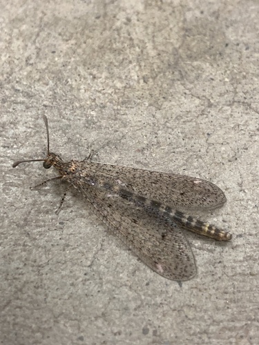 Brachynemurus sackeni