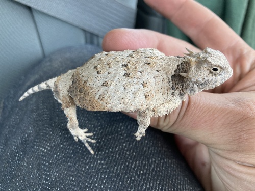 Roundtail Horned Lizard