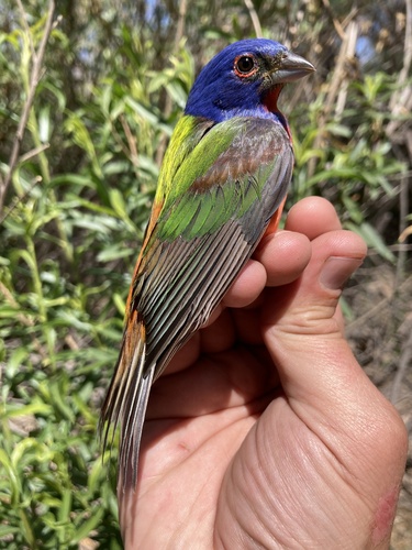 Painted Bunting