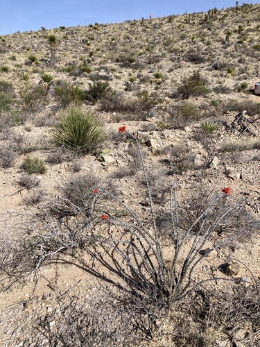 ocotillo