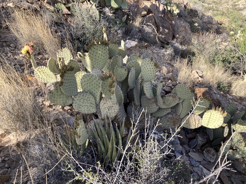 Blind Pricklypear