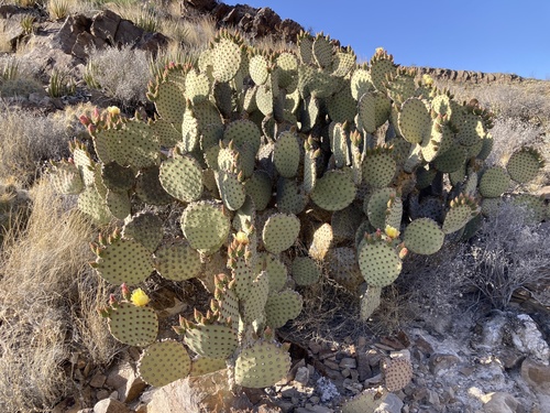 Blind Pricklypear