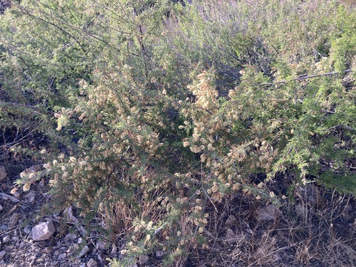 Catclaw Acacia