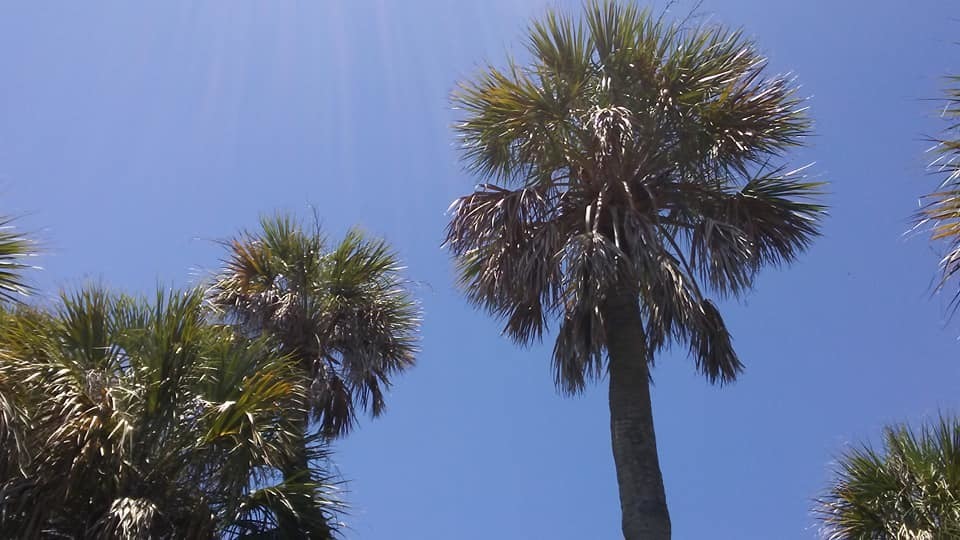 Washington Palm (SPC Bay Pines STEM Center Flora and Fauna) · iNaturalist