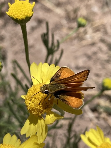Orange Skipperling