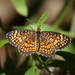 Mariposa Falso Parche Ajedrez Mexicano - Photo (c) Jay L. Keller, todos los derechos reservados, subido por Jay L. Keller