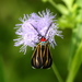 Polilla Tigre Venosa - Photo (c) Jay L. Keller, todos los derechos reservados, subido por Jay L. Keller