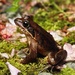 Japanese Brown Frog - Photo (c) freebandz, all rights reserved