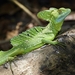 Basiliscus plumifrons - Photo (c) Simon Miller, כל הזכויות שמורות, הועלה על ידי Simon Miller