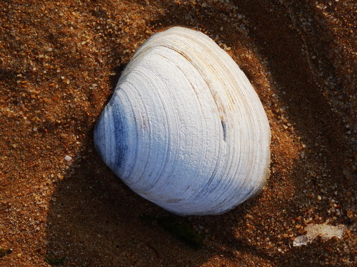 Sakhalin Surfclam
