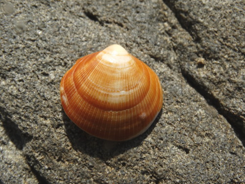 Glycymeris yessoensis (G.B.Sowerby Iii, 1889)