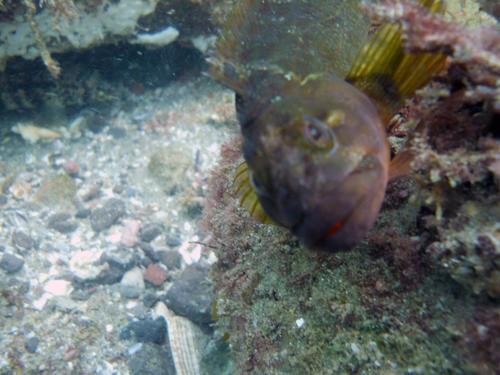 Largemouth Blenny