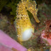 Observation photo