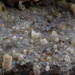 Resinicium bicolor - Photo (c) Maren Kamke, todos los derechos reservados, subido por Maren Kamke