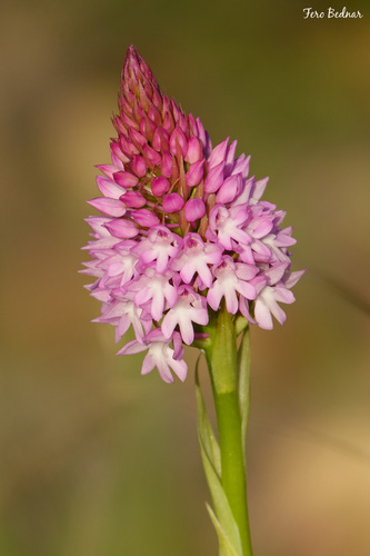 Anacamptis pyramidalis