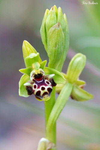 Ophrys umbilicata rhodia