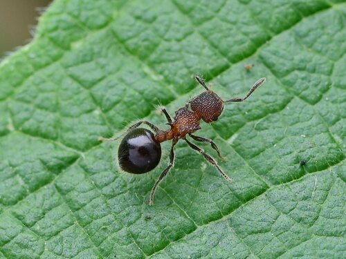 光滑盾胸切叶蚁Meranoplus laeviventris