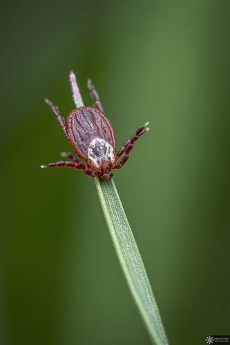 Ornate Cow Tick