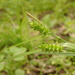 Carex transversa - Photo (c) 栗鼠, all rights reserved, uploaded by 栗鼠