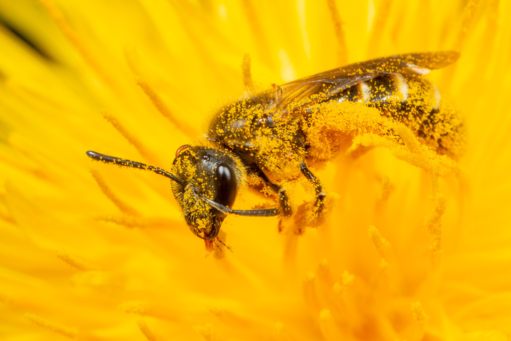 lasioglossum-from-8120-peggau-austria-on-may-1-2023-at-10-40-am-by