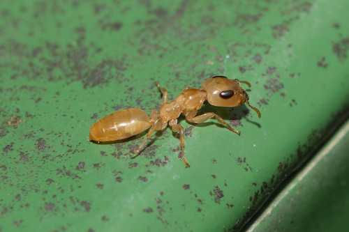 Gesomyrmex spatulatusGesomyrmex spatulatus