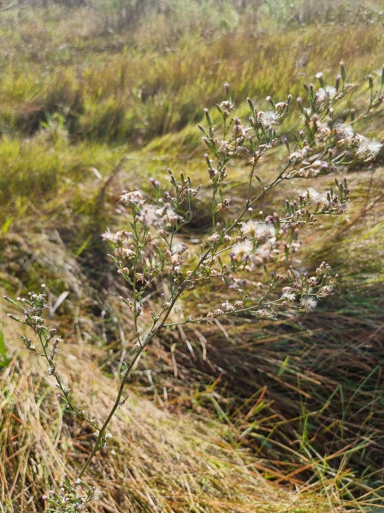annual-saltmarsh-aster-from-potchefstroom-2520-south-africa-on-april