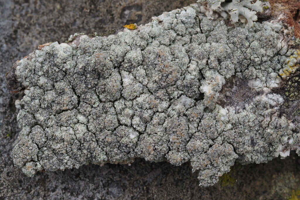 Pertusaria coronata from Weiz, Österreich on April 28, 2023 at 12:55 PM ...