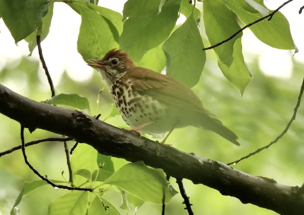 Wood Thrush from Arlington Forest, Arlington, VA, USA on April 30, 2023 at 0421 PM by drhowell