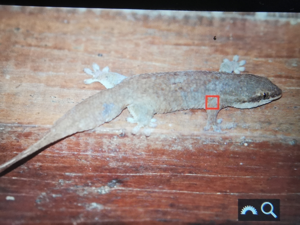 Mojanga Fish-scale Gecko from Analanjirofo, MG-TM, MG on May 2, 2023 at ...