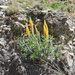 Lupinus altiplani - Photo (c) Humber Alberto, all rights reserved, uploaded by Humber Alberto