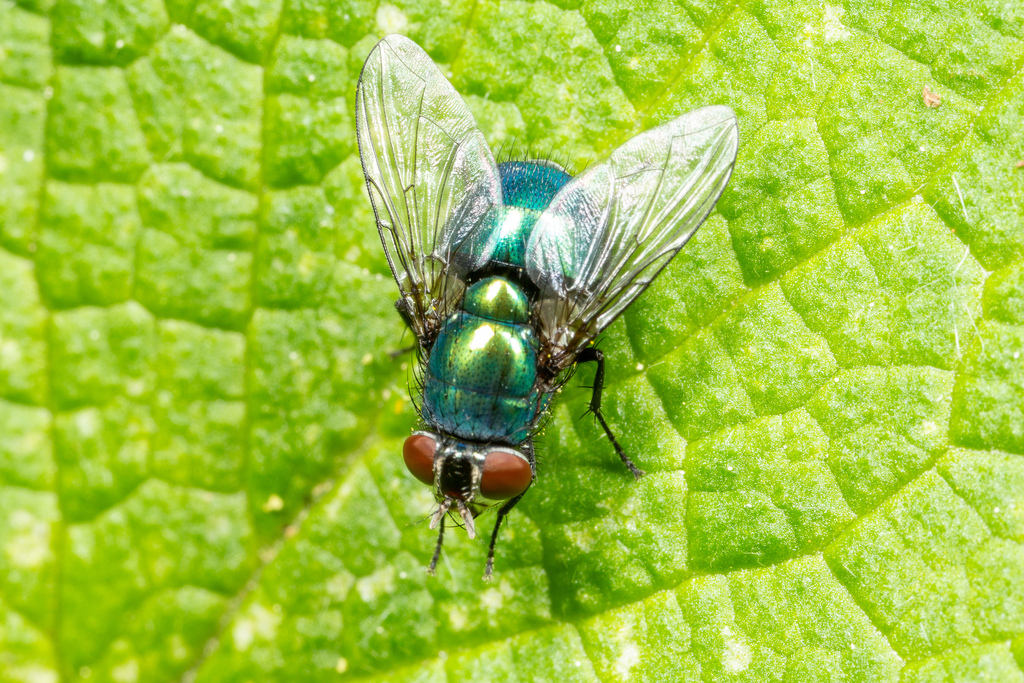 greenbottle-flies-from-8120-peggau-austria-on-may-1-2023-at-01-46-pm