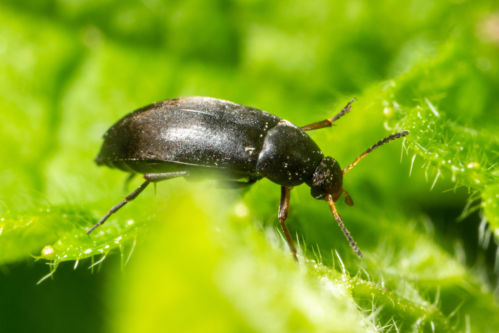 anaspis-from-8120-peggau-austria-on-may-1-2023-at-01-48-pm-by-stefan
