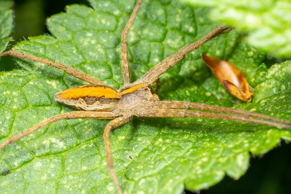 european-nursery-web-spider-from-8120-peggau-austria-on-may-1-2023-at