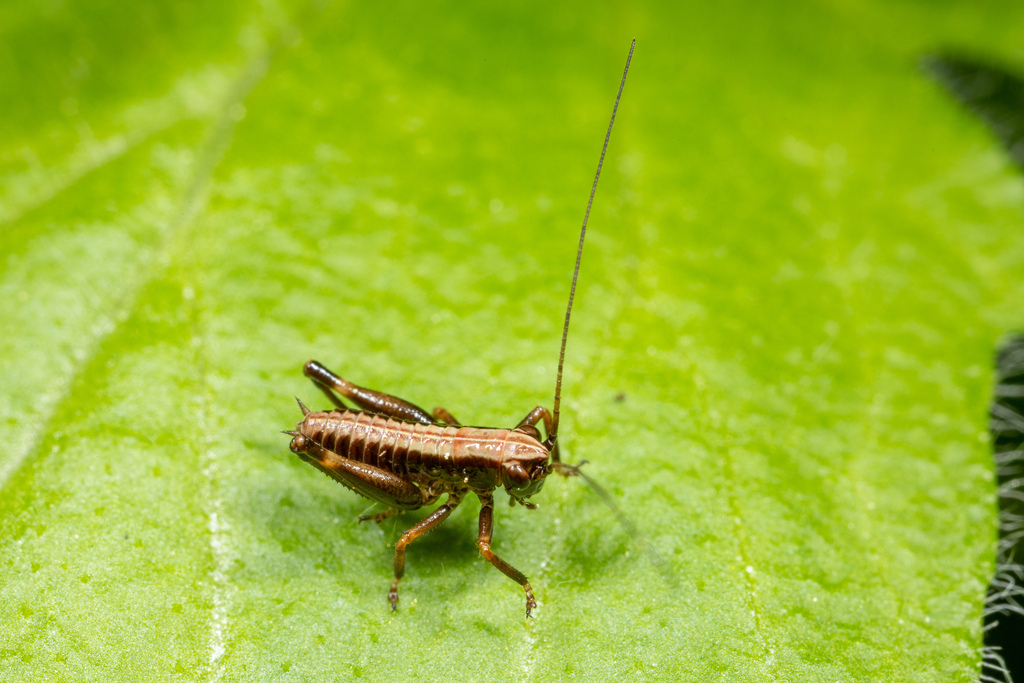 dark-bush-cricket-from-8120-peggau-austria-on-may-1-2023-at-02-11-pm