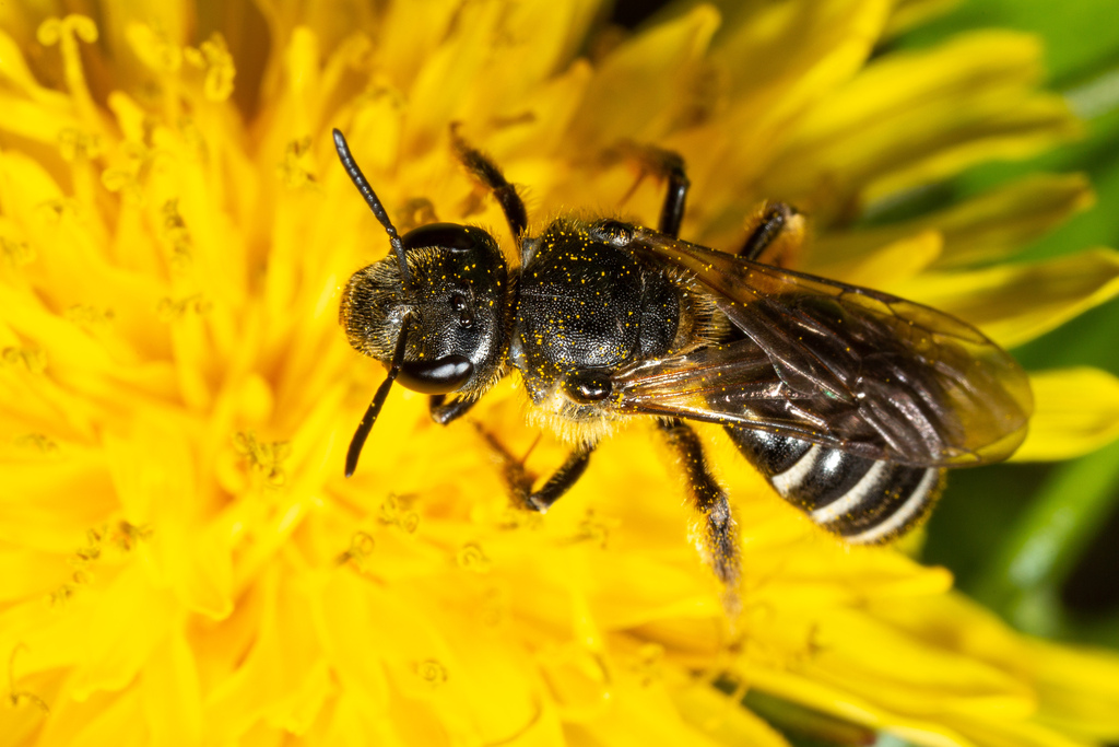 lasioglossum-from-8120-peggau-austria-on-may-1-2023-at-02-16-pm-by