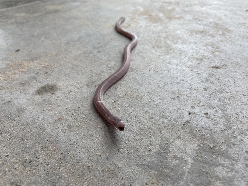 Wagler's Worm Lizard