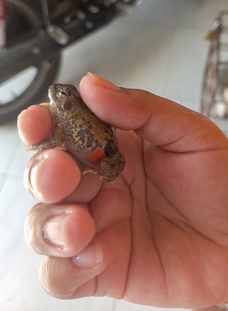 Colombian Four-eyed Frog from Montería, Córdoba, Colombia on 02 May ...