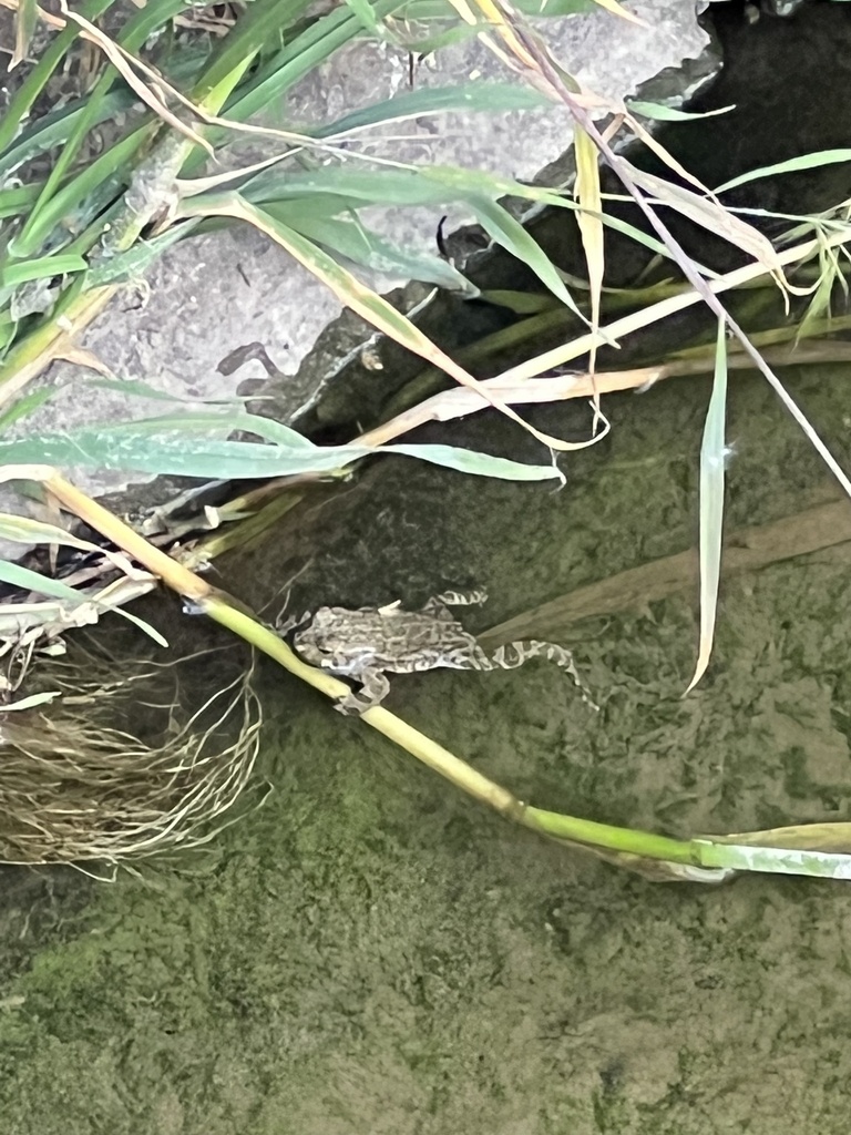 Variable toad from baris sk ciftlikkoy yalova tr on 02 may 2023 at